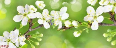 File gốc File in kính bếp KB3391 (trang trí) cho phòng khách