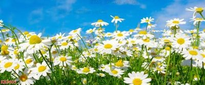 Download file gốc File in kính bếp KB3405 (in lụa) cao cấp