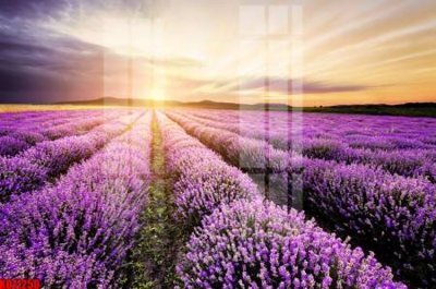 Tải file gốc File tranh in décor tranh treo tường tổng hợp KD11250 (in bạt) quảng cáo