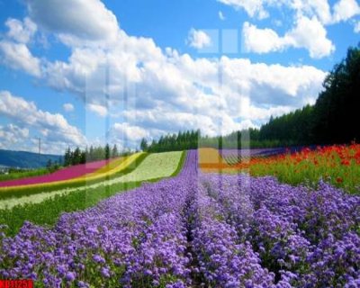 Tải file gốc File tranh in décor tranh treo tường tổng hợp KD11258 (in khổ lớn) quảng cáo