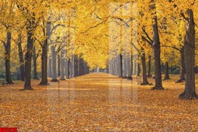 Tải file File tranh in décor tranh treo tường tổng hợp KD11274 (gốc) làm file in ấn