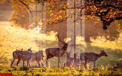 Download file gốc File tranh in décor tranh treo tường tổng hợp KD11305 (in lụa) hoa lá