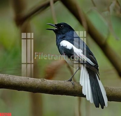 File tranh gốc PSD File gốc in tranh nền tường tổng hợp KD2148 còn nguyên layer