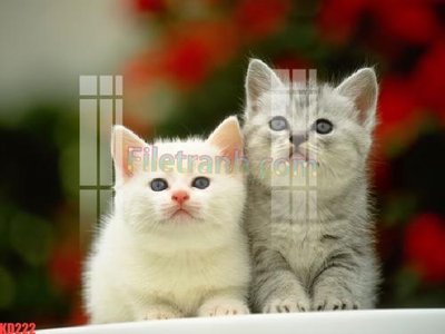 File gốc File gốc in tranh nền tường tổng hợp KD222 (chuẩn màu) cho in offset