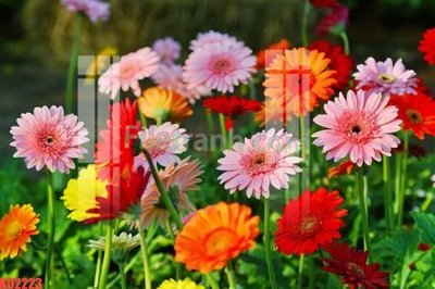 File tranh trang trí File gốc in tranh nền tường tổng hợp KD2223 (file gốc)