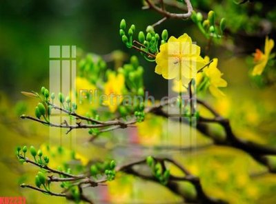 File PSD File gốc in tranh nền tường tổng hợp KD2231 (bản gốc) chất lượng nhất