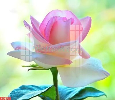 File tranh in trần File gốc in tranh nền tường tổng hợp KD2248 (ảnh gốc siêu nét)