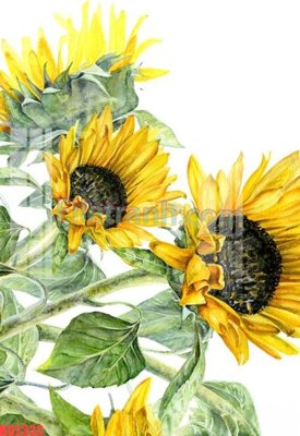 File tranh File gốc in tranh nền tường tổng hợp KD2333 (gốc) chủ đề thành phố