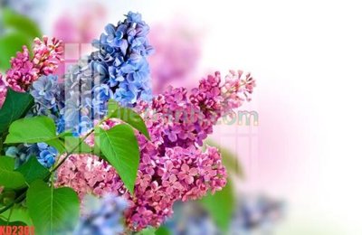 Download file gốc File gốc in tranh nền tường tổng hợp KD2361 (in mica) trong suốt