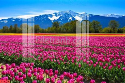 File in trần File gốc in tranh nền tường tổng hợp KD243 (bản gốc) mây trời