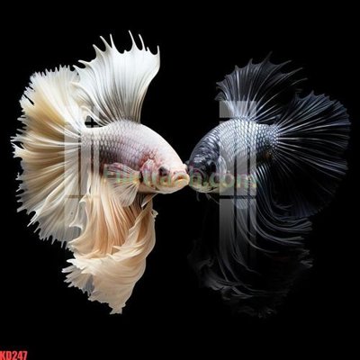 File ảnh File gốc in tranh nền tường tổng hợp KD247 (gốc) in quảng cáo ngoài trời