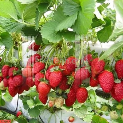 File gốc File gốc in tranh nền tường tổng hợp KD2787 (phong cách) cổ điển