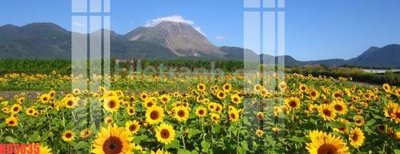 Download file tranh File gốc in tranh nền tường tổng hợp KD3835 (file gốc PSD)