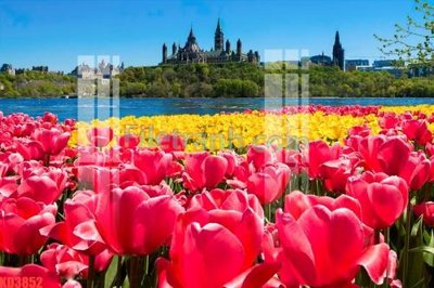 File gốc File gốc in tranh nền tường tổng hợp KD3852 (in ấn) màu sắc trung thực