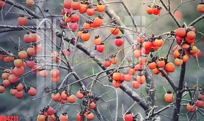 Tải file PSD File gốc in tranh nền tường tổng hợp KD4211 (nguyên layer) để in