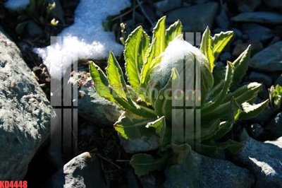 Tải file gốc File gốc in tranh nền tường tổng hợp KD4448 (để in lụa)