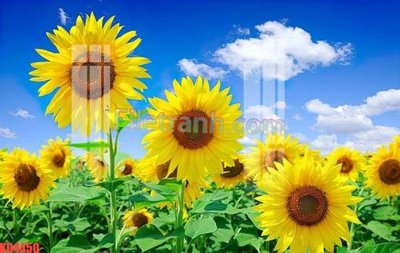 File gốc File gốc in tranh nền tường tổng hợp KD4450 (trang trí) phòng trẻ em