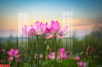 File PSD File gốc in tranh nền tường tổng hợp KD4455 (bản gốc) cho nhà in