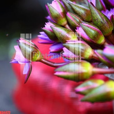 File ảnh File gốc in tranh nền tường tổng hợp KD4472 (gốc) cho trang trí nhà hàng