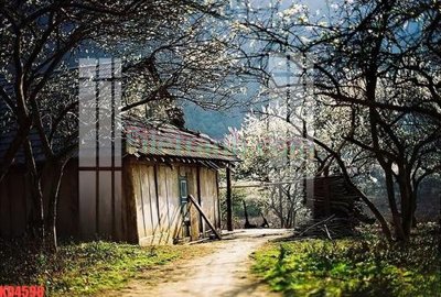 File tranh gốc File gốc in tranh nền tường tổng hợp KD4598 (sắc nét từng chi tiết)