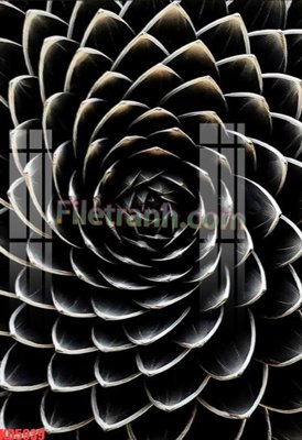 File gốc File gốc in tranh nền tường tổng hợp KD5939 (in lụa) chi tiết cao