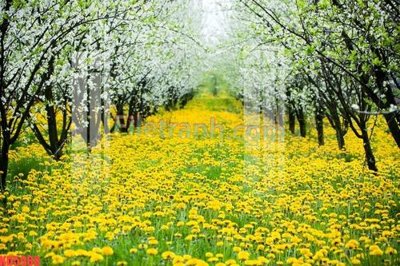 File PSD File gốc in tranh nền tường tổng hợp KD5988 (bản gốc) cho nhà in