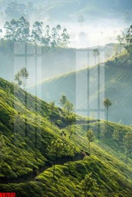 File tranh in mica File tranh in décor tranh treo tường tổng hợp KD7557 (độ phân giải cao)