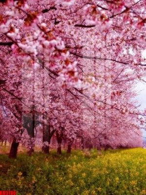 File tranh File tranh in décor tranh treo tường tổng hợp KD9786 (gốc) in vải canvas