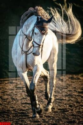 File gốc File tranh in décor tranh treo tường tổng hợp KD9945 (in mica) trang trí