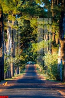 Ảnh mô tả file gốc in mica File tranh in décor tranh treo tường tổng hợp KD9979