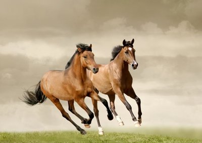 File tranh in trần File mã đáo thành công MD6189 (ảnh gốc siêu nét)