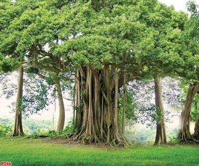 File tranh File tranh gốc cây bồ đề P744 (ảnh gốc) chi tiết rõ ràng