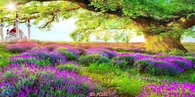 Tải file gốc File gốc phong cảnh PC101 (in tráng gương) siêu đẹpFile tranh gốc File gốc phong cảnh PC101 chất lượng cao