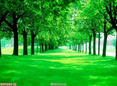 File gốc File gốc phong cảnh PC1013 (in tráng gương) nghệ thuật