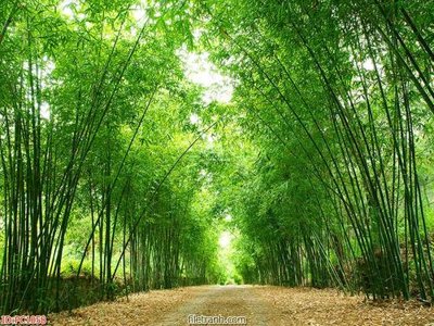 File gốc File gốc phong cảnh PC1058 (dành cho trang trí nội thất)