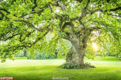 File ảnh File gốc phong cảnh PC1068 (gốc) in PP, decal