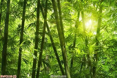 Tải file File gốc phong cảnh PC1119 (PSD) cho in tranh 3D