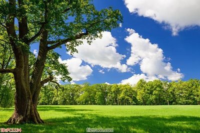 File PSD File gốc phong cảnh PC1134 (gốc) tách lớp chi tiết