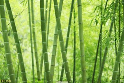 File gốc File gốc phong cảnh PC1198 (in lụa) hoa văn cổ điển