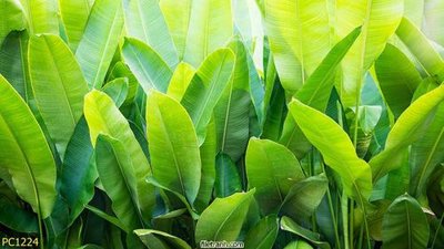 Hình ảnh file gốc in trần nhà File gốc phong cảnh PC1224