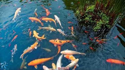 Tải về hình ảnh gốc File gốc phong cảnh PC135 sắc nét