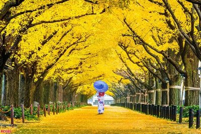 File gốc File tranh phong cảnh PC1355 (ảnh chi tiết) để in trần