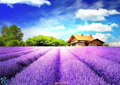 File tranh quảng cáo File gốc phong cảnh PC136 (file gốc) chuyên nghiệp