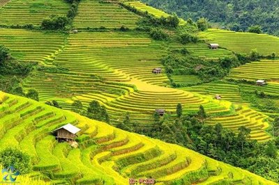 File in mica File gốc phong cảnh PC163 (bản gốc) làm vách ngăn