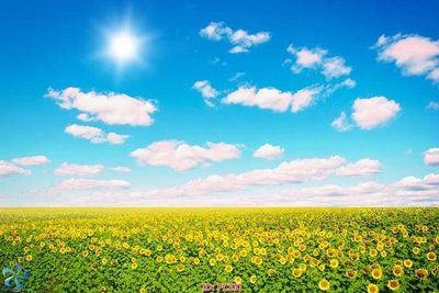 File in trần File gốc phong cảnh PC331 (bản gốc) đại dương