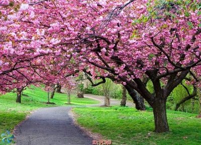 Tải file gốc File gốc phong cảnh PC363 (in khổ lớn) không mờ