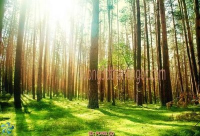 File tranh File gốc phong cảnh PC402 (gốc) chủ đề con người