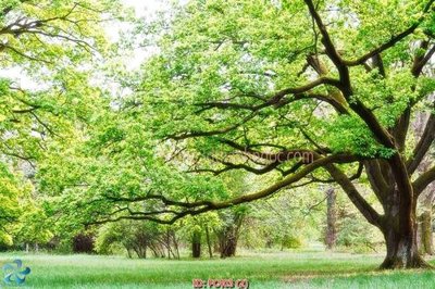 Hình ảnh file gốc File gốc phong cảnh PC403 cho in UV