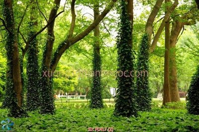 File gốc File gốc phong cảnh PC417 (in tráng gương) ốp tường