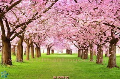 File ảnh File gốc phong cảnh PC419 (gốc) in biển hiệu